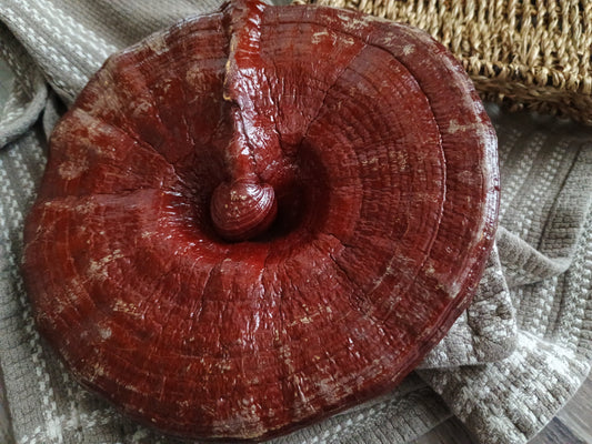 Reishi