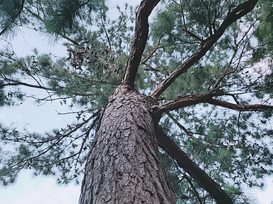 Pine tree