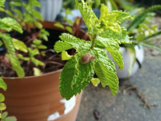 Snail on basil plant