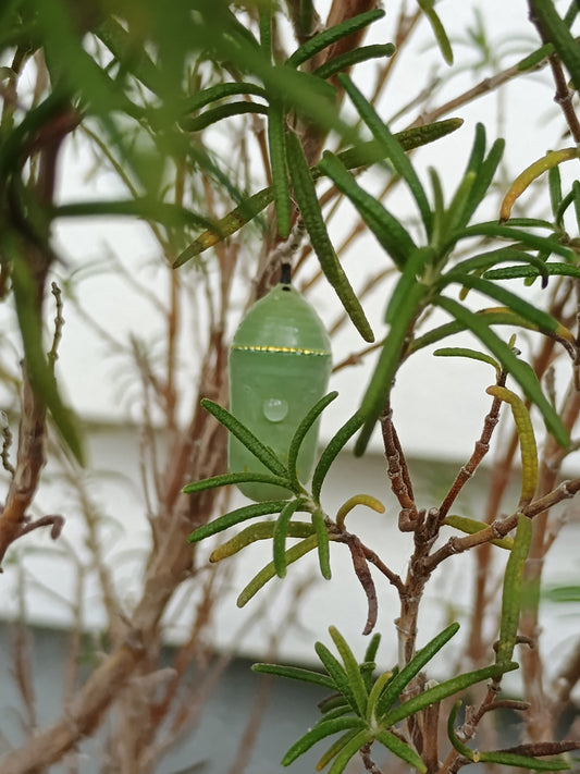 caterpillar crysalis