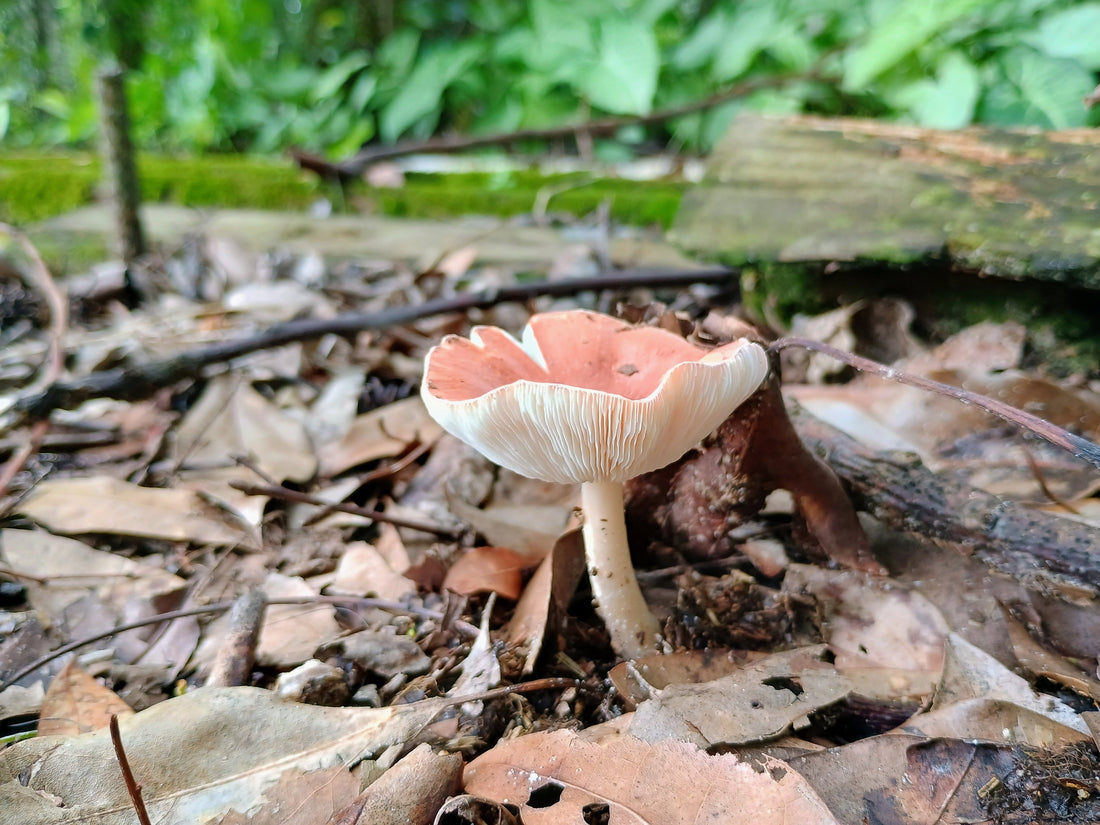 Mushroom