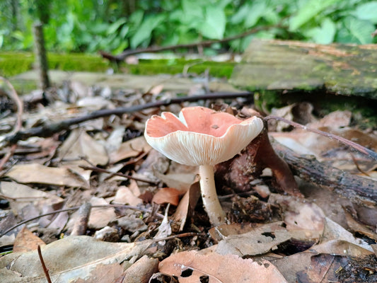 Mushroom