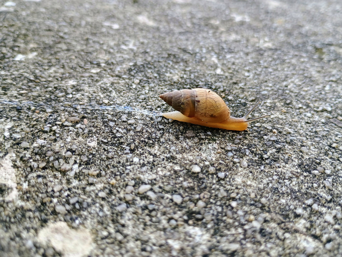 Snail