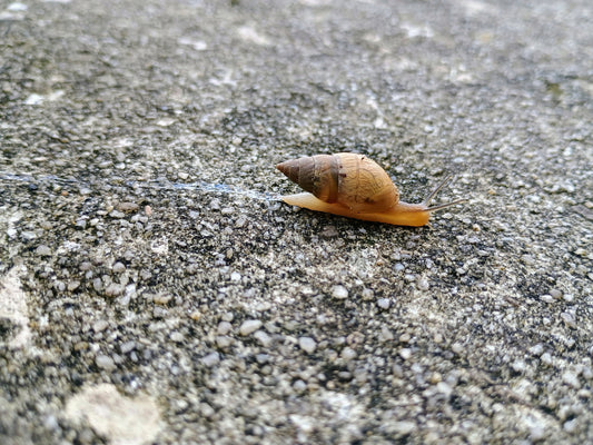 Snail