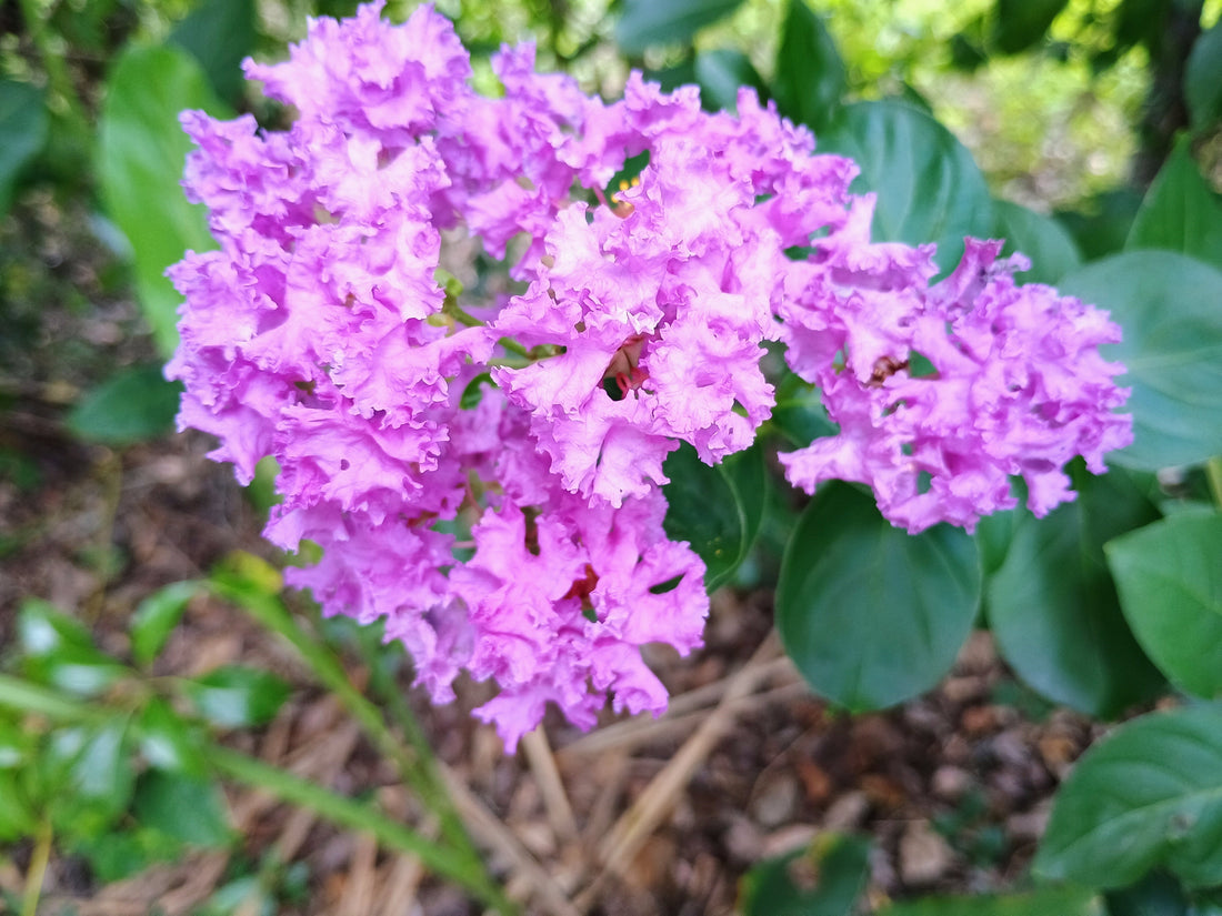 Flowers blooming