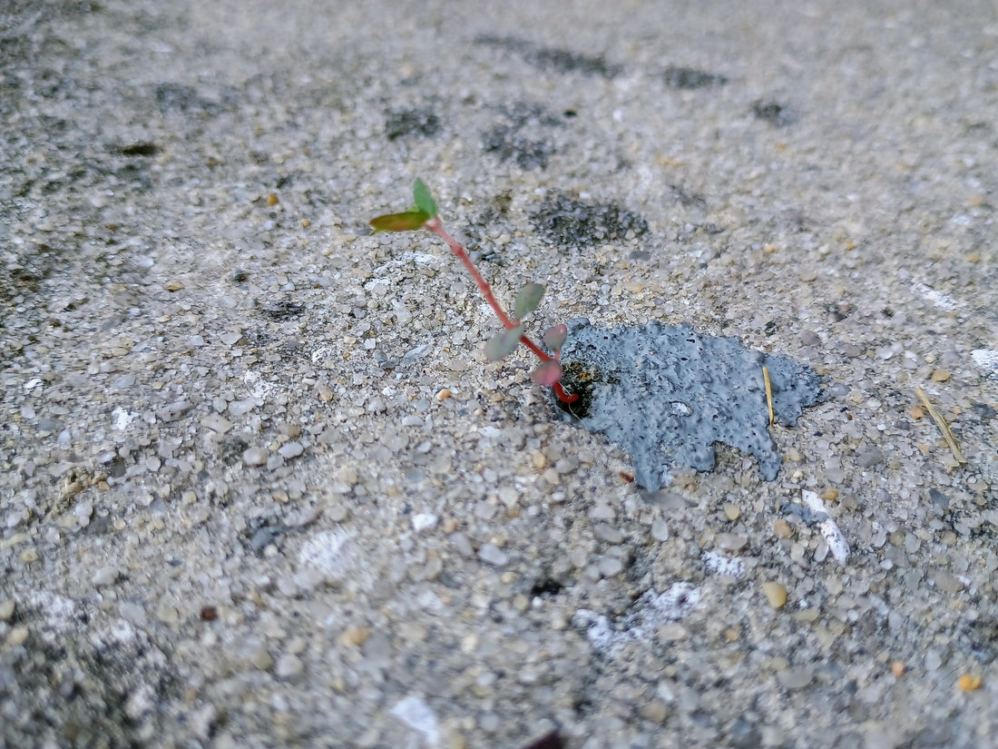 Plant growing out of sidewalk
