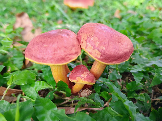 Mushrooms
