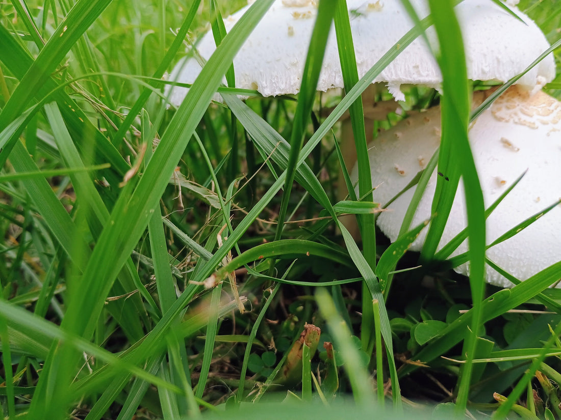 Mushrooms growing in spring grass