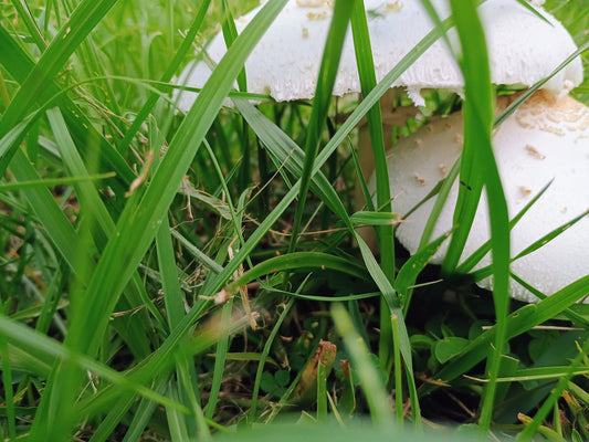 Mushrooms growing in spring grass