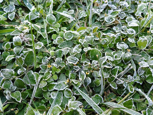 Frosted grass