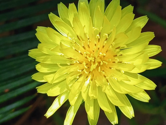 Dandelion for summer