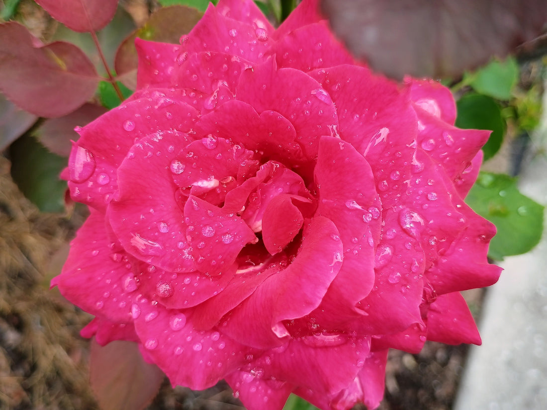 rose covered in rain water