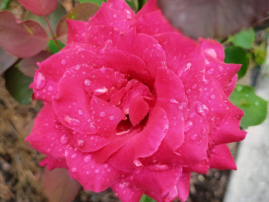 rose covered in rain water